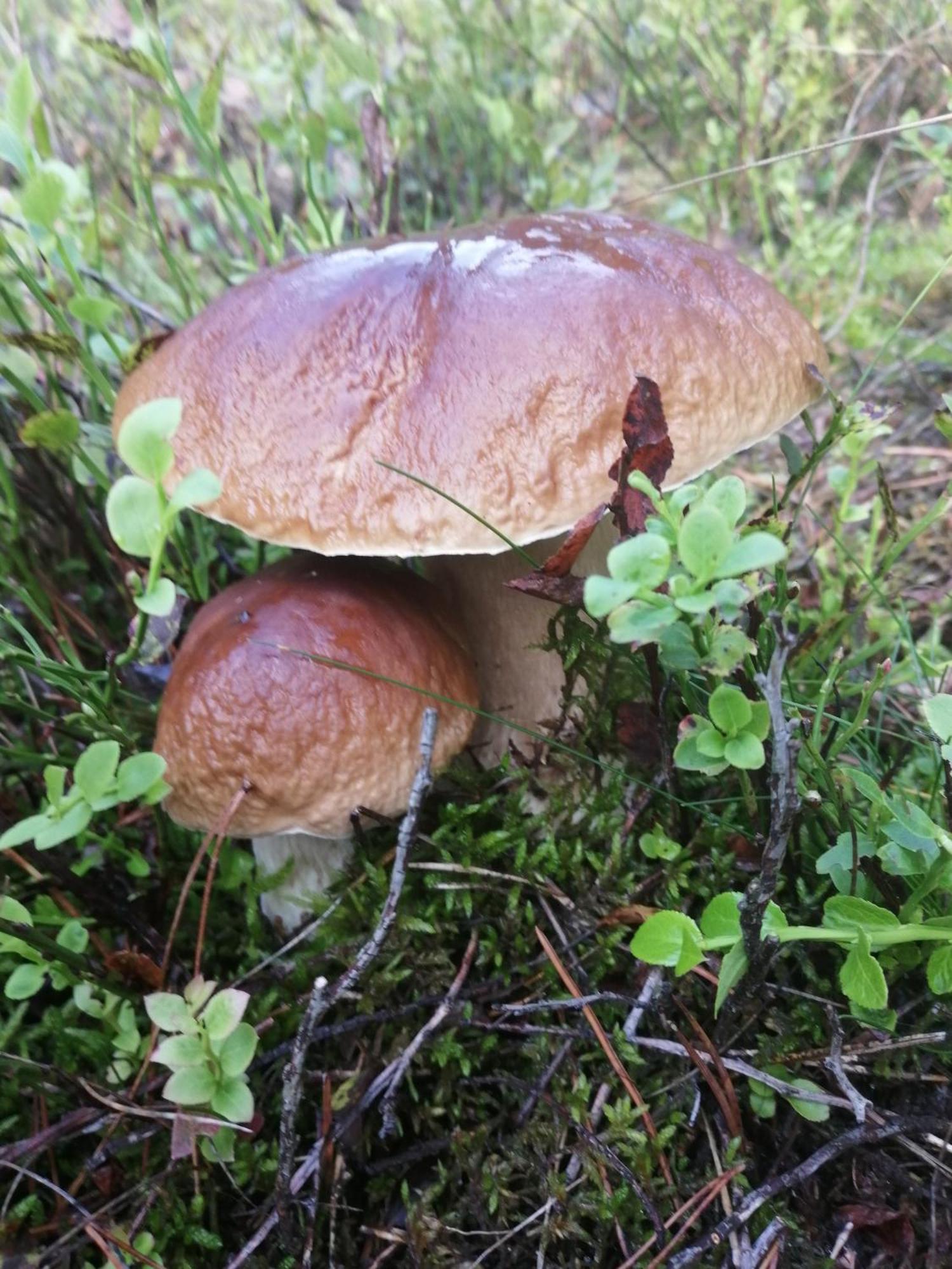 Smocze Ranczo 3 * Ośno Lubuskie